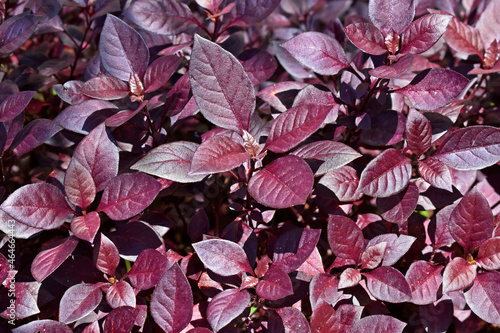 Little Ruby or Brazilian Red Hots (Alternanthera dentata)