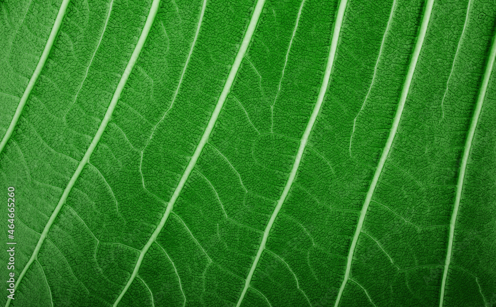 Nature Concept. Closeup of Green Leaf. Freshness by Water Drops. Natural Green Surface Texture Background. Macro shot Nature Concept. Closeup of Green Leaf. Freshness by Water Drops. Natural Green Surface Texture Background. Macro shot