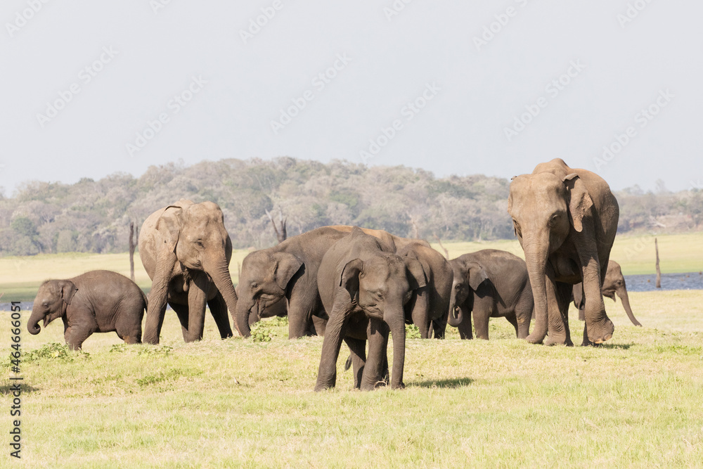 Fototapeta premium A baby elephant stands in front of a herd at the mass elephant gatherings seen in Minneriya National Park, Sri Lanka.