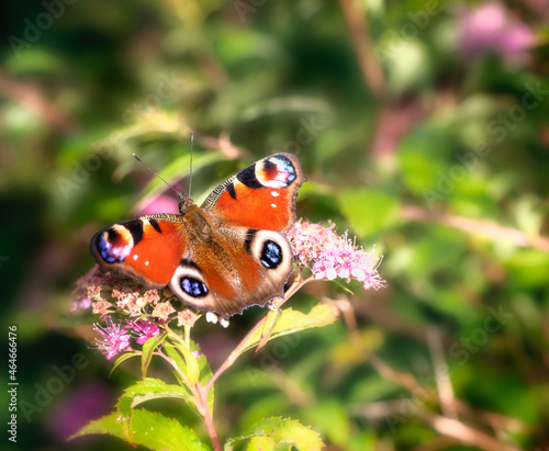 Macro of a peacock butterfly