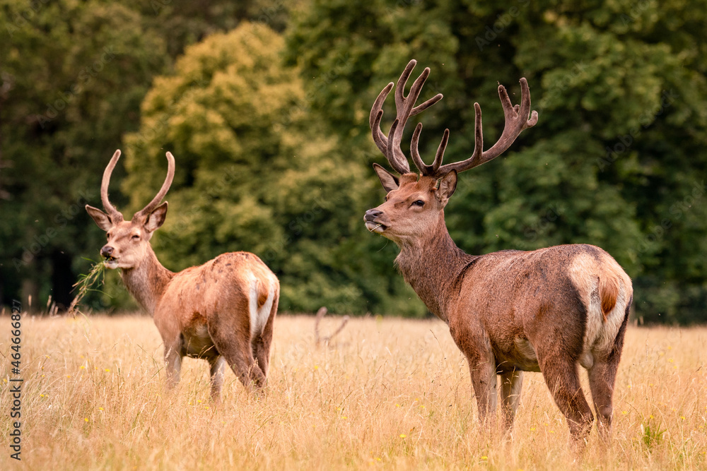 two deer standing in a meadow