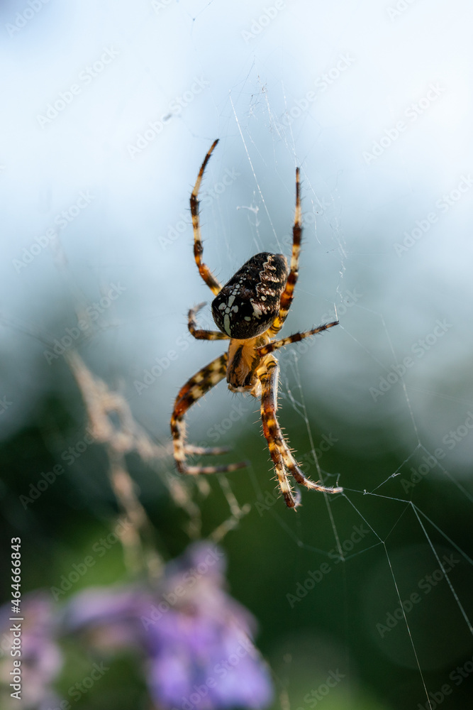 close up of a spider on the web close up of a spider on the web