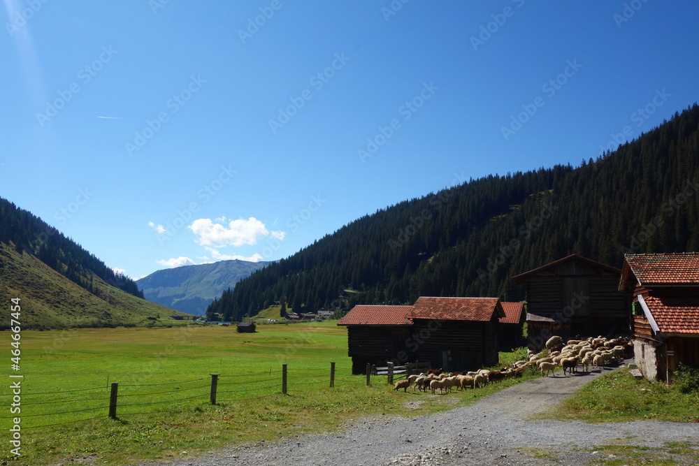 Sheep herding in Swiss Alps - Klosters, Davos, Switzerland