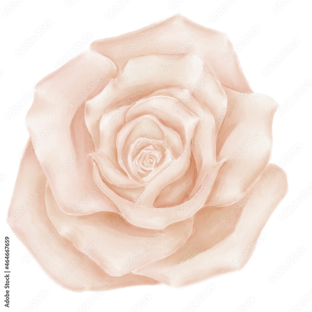 Watercolor, flower illustration, beige roses on white background, isolated decorative element Watercolor, flower illustration, beige roses on white background, isolated decorative element