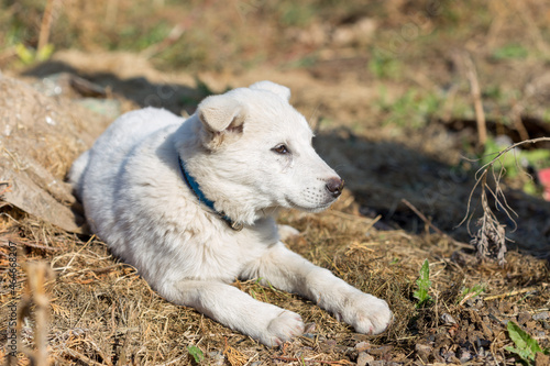 Little boy outdoors stroking a beautiful white puppy