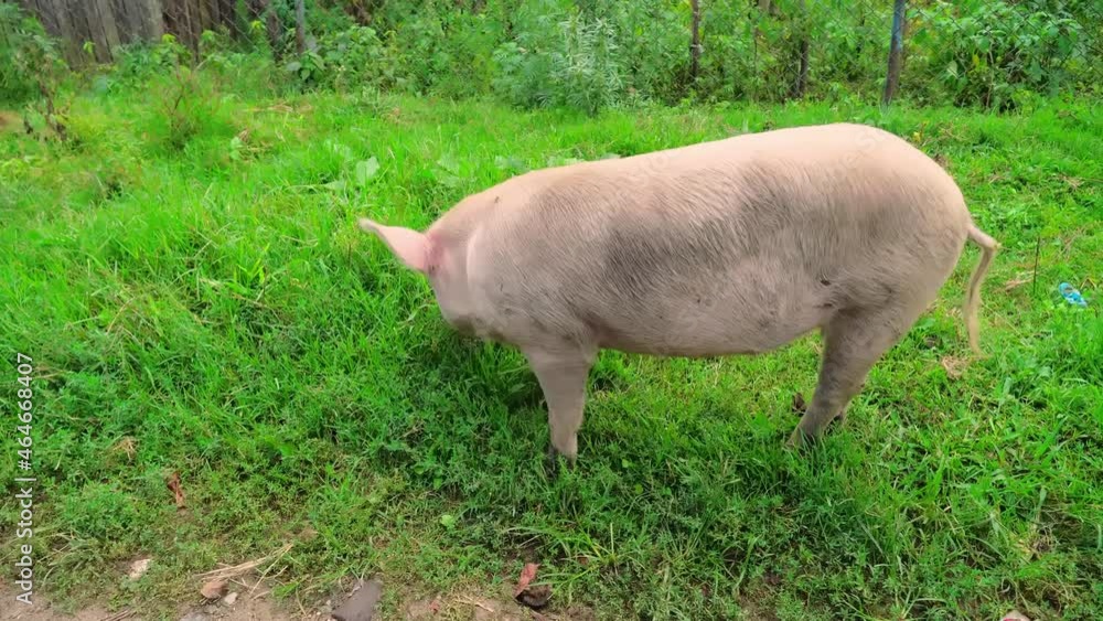 A pig is running on the grass looking for food. the concept of farming breeding. Animal husbandry. Pork. A pig is running on the grass looking for food. the concept of farming breeding. Animal husbandry. Pork.