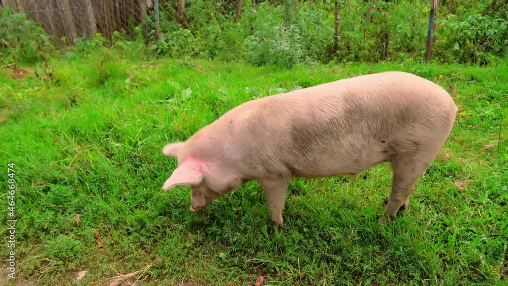 A pig is running on the grass looking for food. the concept of farming breeding. Animal husbandry. Pork. A pig is running on the grass looking for food. the concept of farming breeding. Animal husbandry. Pork.