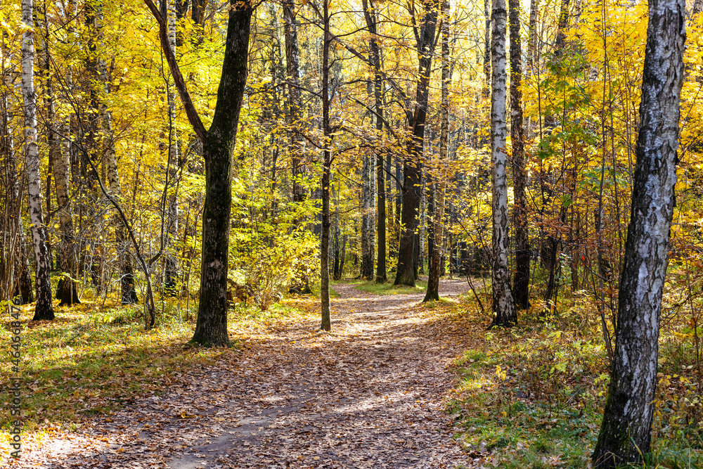 footpath covered with fallen leaves in city park