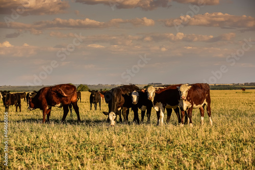 Cows grazing at sunset, Patagonia, Argentina. © foto4440