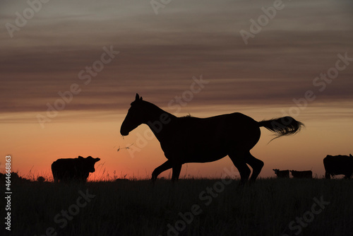 Horse silhouette at sunset, in the coutryside, La Pampa, Argentina.