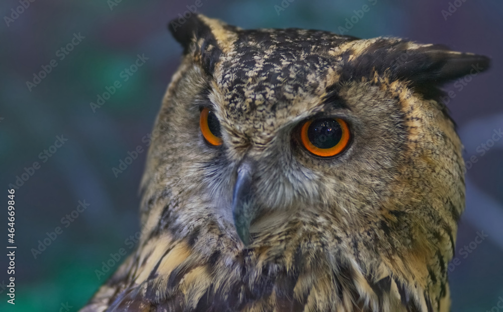 Fototapeta premium An owl face detail with blur background