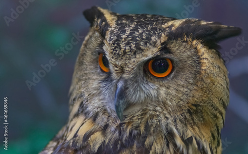 An owl face detail with blur background © Chartchai