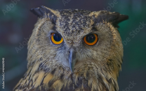 An owl face detail with blur background
