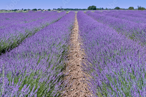 Lavender crop field in Brihuega (Spain).