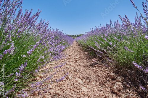 Lavander flowers aisle in a crop field in Brihuega (Spain)