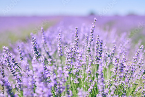 Closeup image of lavender flowers (Lavandula) in a crop field.