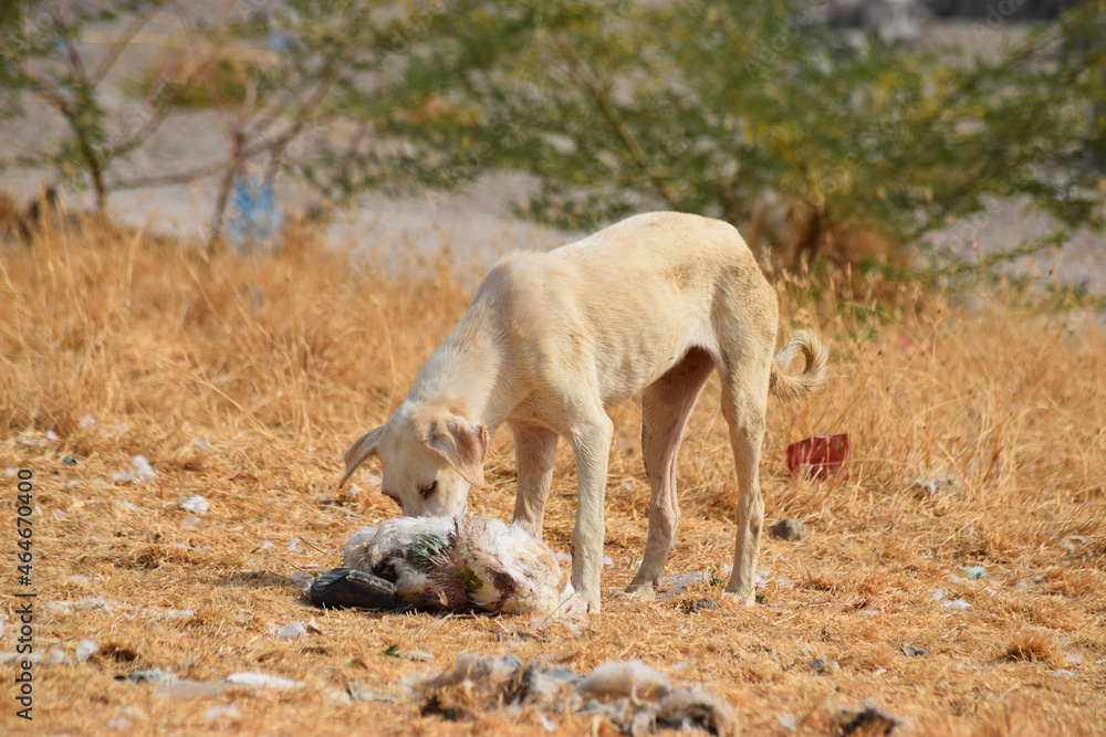 Street dog on dry grass summer season close up, homeless puppy eating dead chicken animal wallpaper background photo Street dog on dry grass summer season close up, homeless puppy eating dead chicken animal wallpaper background photo
