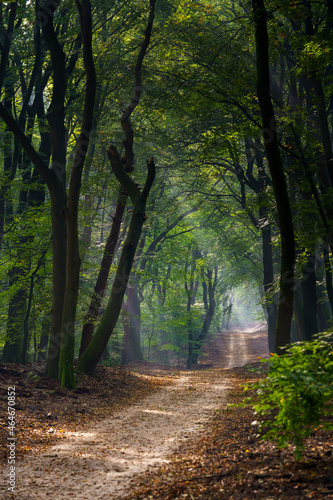Country road through the autumn forest on a foggy morning