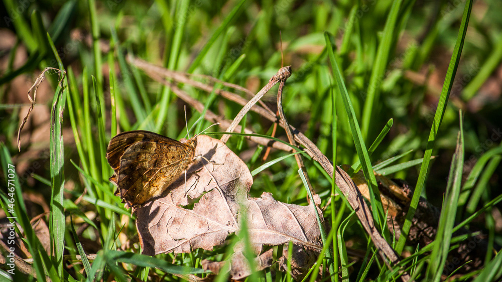 Obraz premium Butterfly on the grass