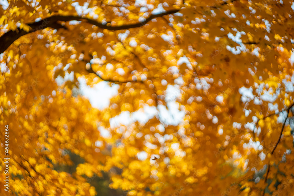 blurred autumn background. autumn mood. maple leaf fall. autumn background out of focus