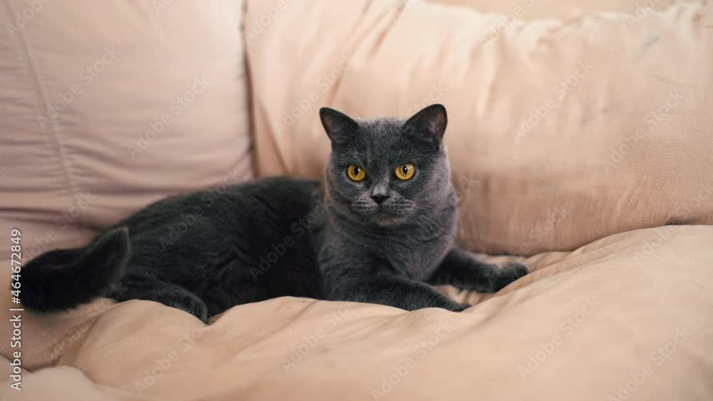A gray purebred shorthair cat stands with its paws on the bed. The British cat looks around with orange eyes. The pet lies down on the couch and rests. Serious face. An animal with a proud character A gray purebred shorthair cat stands with its paws on the bed. The British cat looks around with orange eyes. The pet lies down on the couch and rests. Serious face. An animal with a proud character