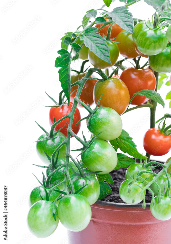 Green and red cherry tomato in flowerpot isolated on white