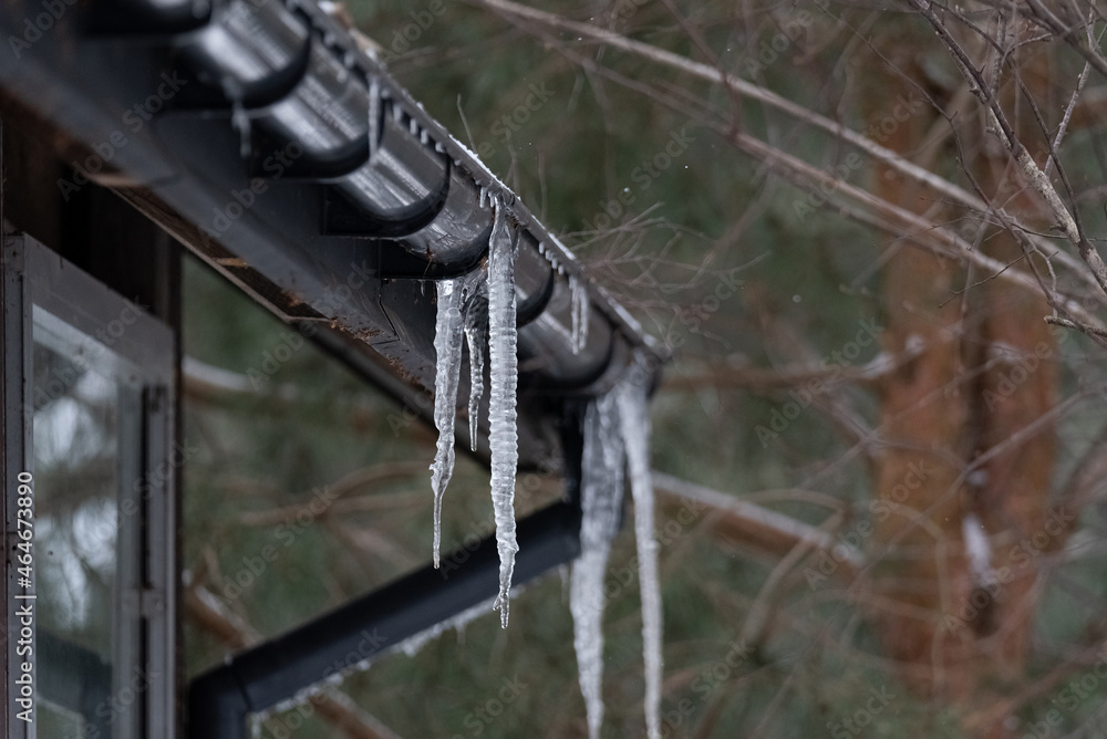 Icy icicles hanging from the gutter against the background of tree branches. Melting ice. Negative temperature in winter.