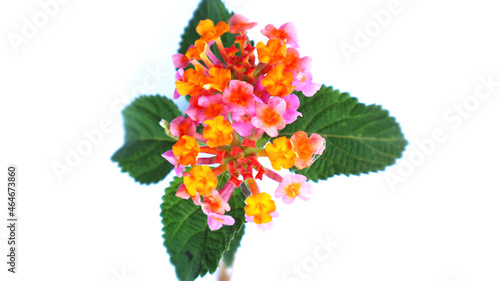 Lantana camara or lantana or saliria or bunga tahi ayam is a species of flower plant in verbena family or verbenaceae. It’s an American's tropic origin plant photo