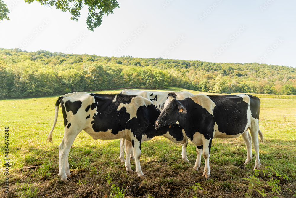 Group of cows grazing under shade of tree in green meadow