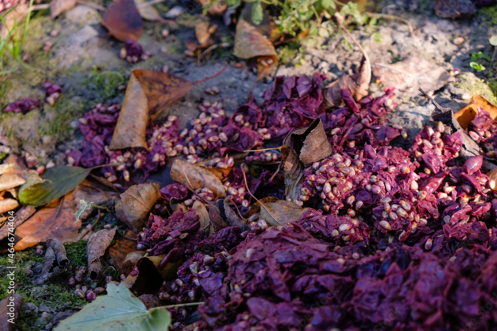Grape pulp. Outdoor. Waste product within the home wine making process. Selective focus.