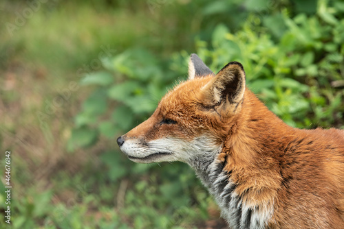 Stunning vibrant portrait of Red Fox Vulpes Vulpes with lush green background