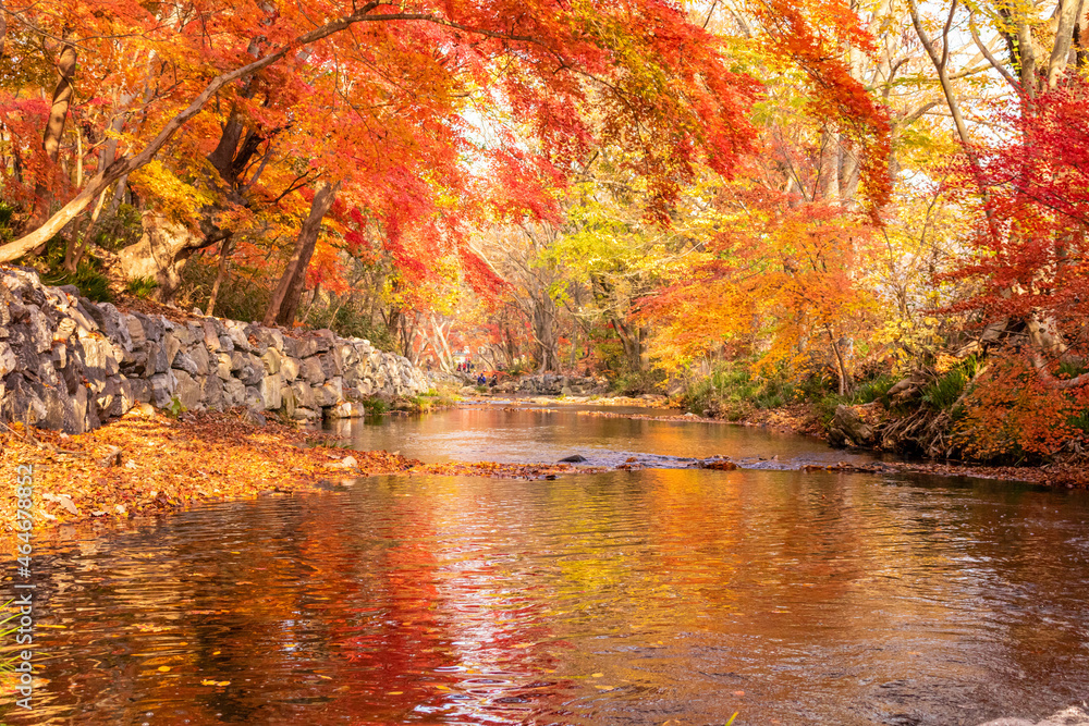 Fototapeta premium 단풍