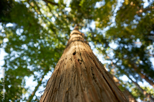 檜・幹・見上げる・樹皮・表面・マクロ・森