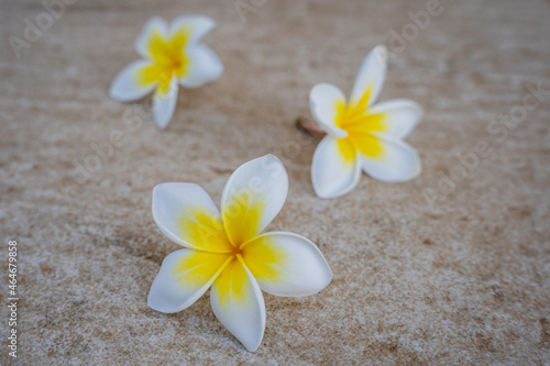 Three beautiful jasmine flowers close-up