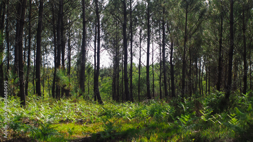 Rangées de pins dans la forêt des Landes de Gascogne, en période printanière