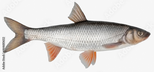Fish isolated on white background closeup. The common dace, also known as dace or the Eurasian dace is a fish in the carp family Cyprinidae, type species: Leuciscus leuciscus.
