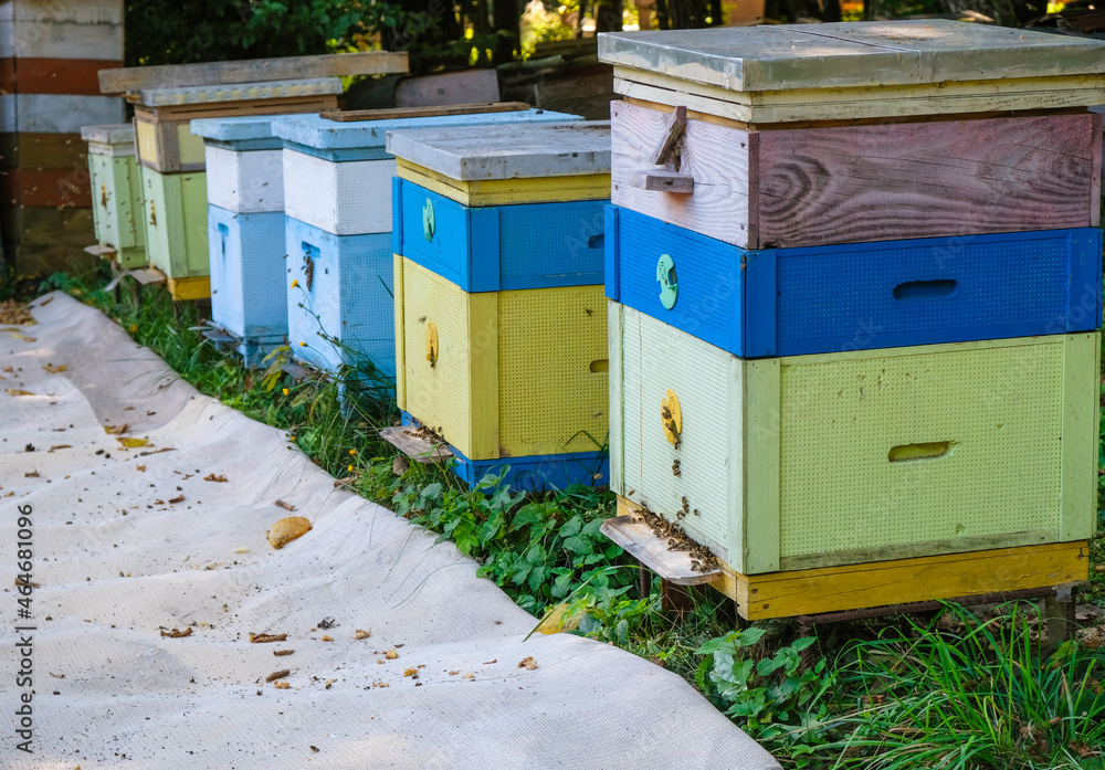 Ecological apiary in Ukraine. Yellow and blue hives. Bees near the hives. Ecological apiary in Ukraine. Yellow and blue hives. Bees near the hives.
