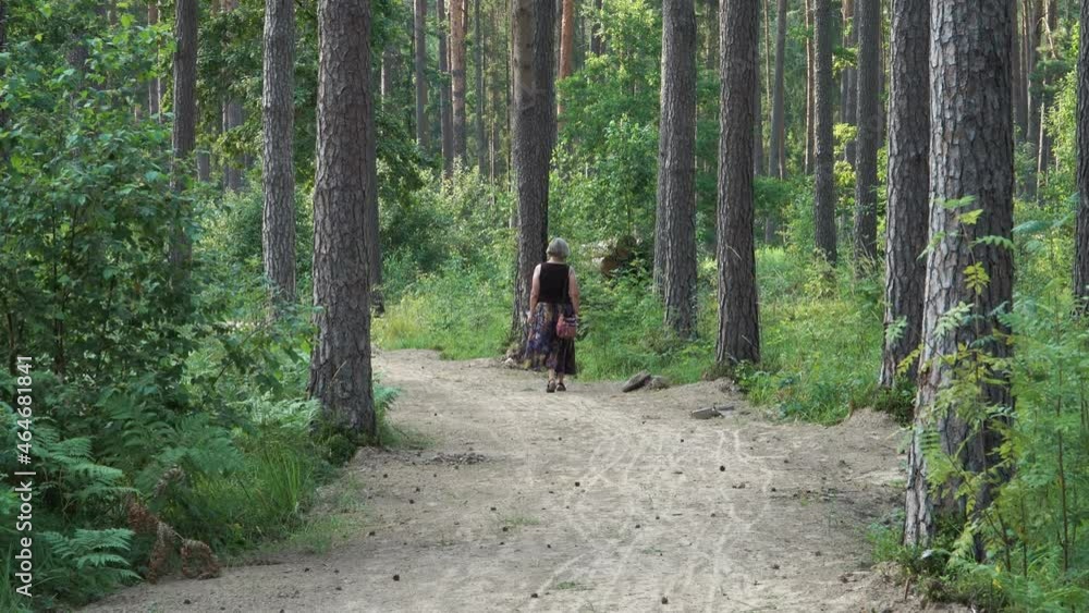 Landscape in a pine forest with a lonely adult woman about 50-60 years old walking along a sandy path. On a side of the pathway are visible big coniferous tree trunks. A nice day in summer.