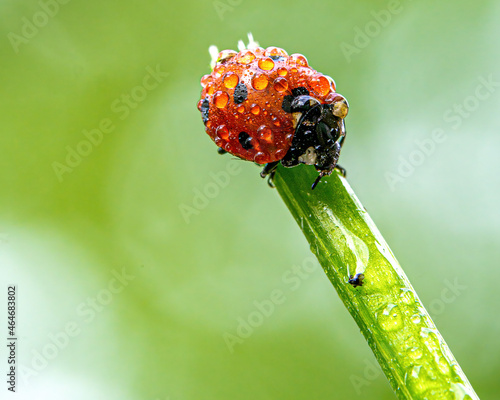 Marienkäfer (Coccinellidae)