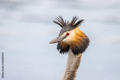 Haubentaucher Portrait (Podiceps cristatus)
