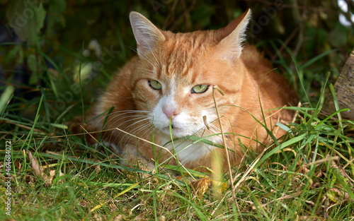 orange cat