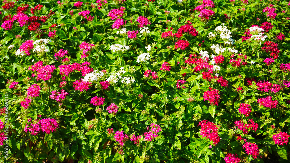 夏の小さいピンクの花、ペンタス