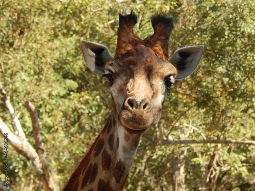 giraffe closeup picture with green trees background © andlsouza