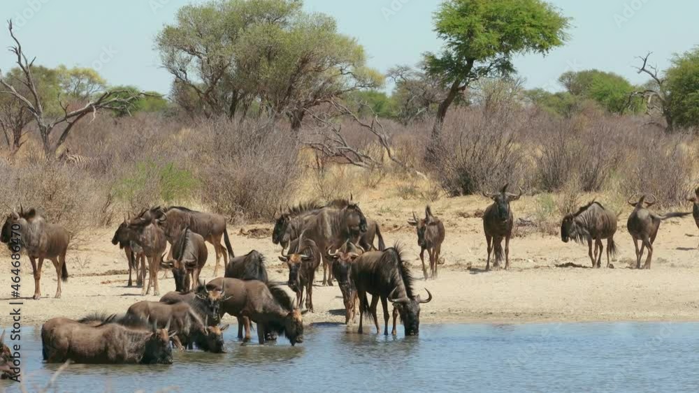 Herd of blue wildebeest (Connochaetes taurinus) drinking at a waterhole, South Africa Herd of blue wildebeest (Connochaetes taurinus) drinking at a waterhole, South Africa