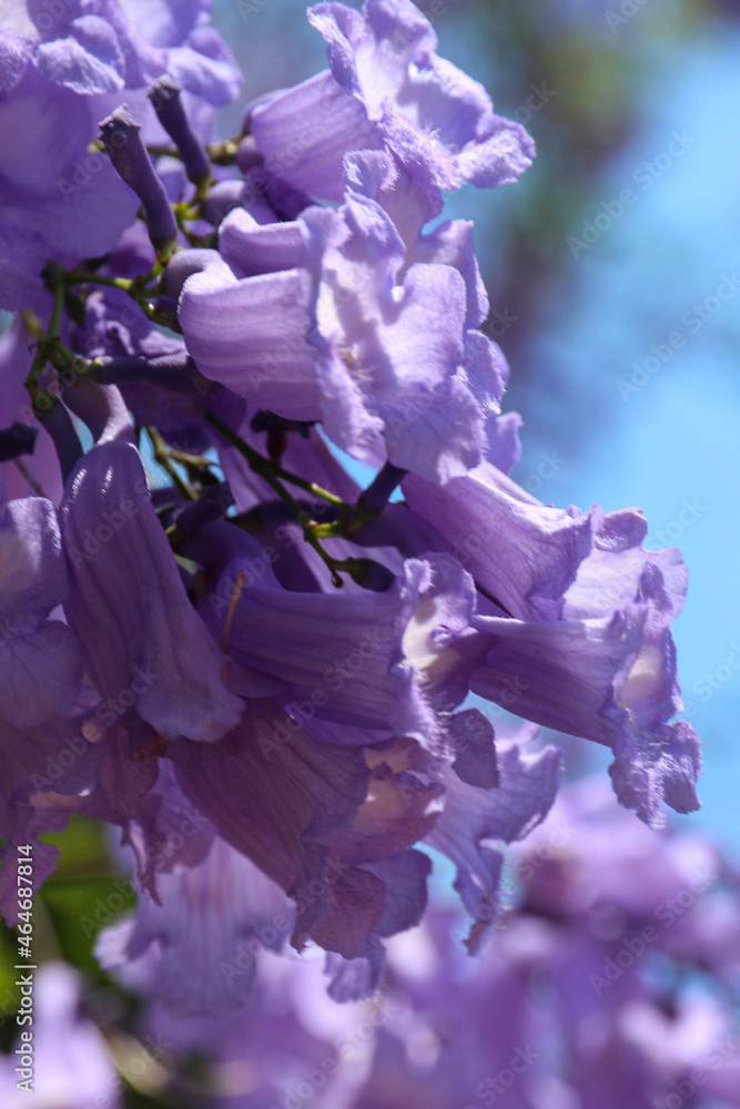 Fototapeta premium purple jacaranda flower