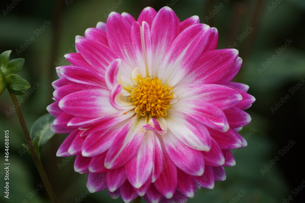 beautiful dahlia in the garden beautiful dahlia in the garden