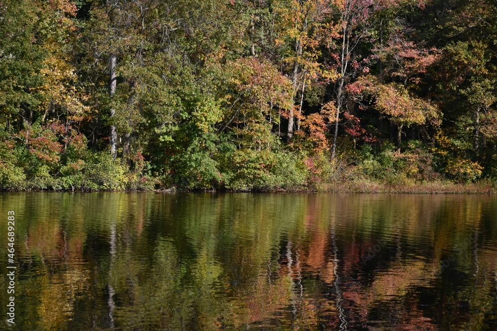 Fototapeta premium Fall Foliage