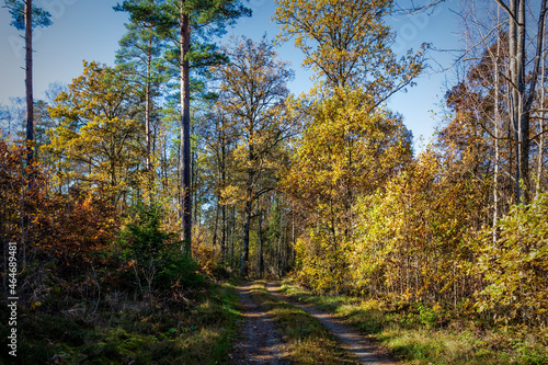 autumn in the forest