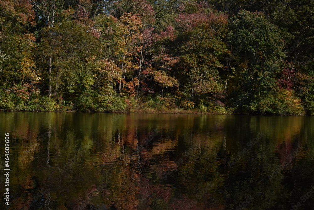 Fototapeta premium Fall Foliage
