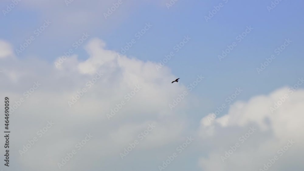 Eagle circling in the sky, bird in the clouds Eagle circling in the sky, bird in the clouds